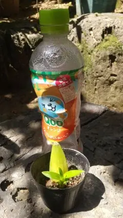 オンシジューム(抜き苗)のサムネイル