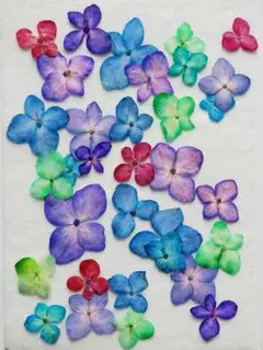 押し花 あじさい 吸上げ染 大 S-65