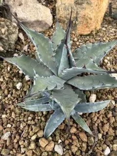 2025年最新】アガベ コロラータ ハイブリッドの人気アイテム