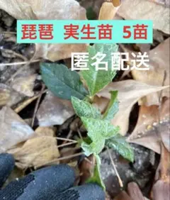 ダンカン様 リクエスト 2点 まとめ商品