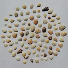 天然貝殻100個セット まとめ売り ハンドメイド素材 工作　Shell【342】