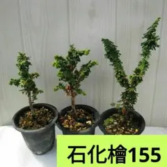赤蝦夷松寄せ植え様素材 - メルカリ