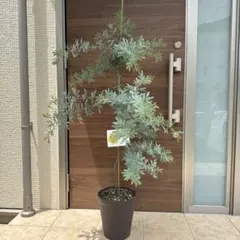 ④ アカシアパール 10号特大苗木最高等級極上品‼️ - メルカリ