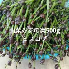 パッキー 秋田県産 みずのこぶ 500g 採れたて パッキー様専用 秋田県産 みずのこぶ 500g 採れたて - メルカリ