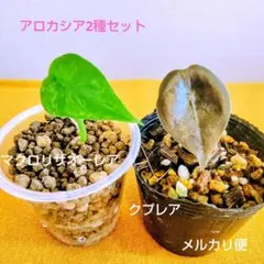 2026年最新】ビカクシダ希少種の人気アイテム - メルカリ