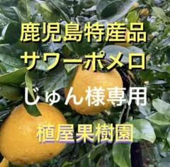 （鹿児島特産品）じゅん様専用 サワーポメロ　箱満杯詰　いちき串木野市産