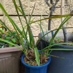 ■シンビジウム■50センチ以上 観葉植物のサムネイル