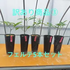 アボカド 接木苗 フェルテ4本セット アボカド接木苗 フェルテ 4本セット - メルカリ