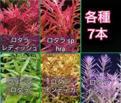 2026年最新】水草の人気アイテム - メルカリ