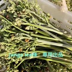 専用出品　わらび2キロ