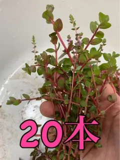 ロタラsphra トリミング品 25本 - メルカリ