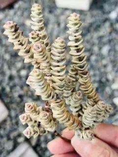 ゆーぴょん様 ご専用　おまけ付き　リクエスト 3点 まとめ商品