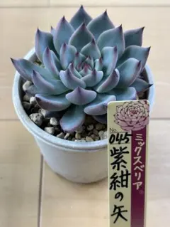 みるここ様 リクエスト 3点 まとめ商品