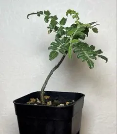 2025年最新】ボスウェリア サクラの人気アイテム - メルカリ