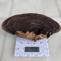 サルノコシカケ　天然！とれたて！