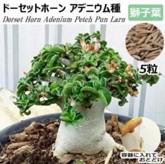 リクテン様 リクエスト 2点 まとめ商品
