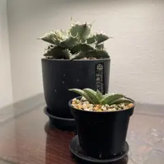 Agave titanota 悪魔くん 子株