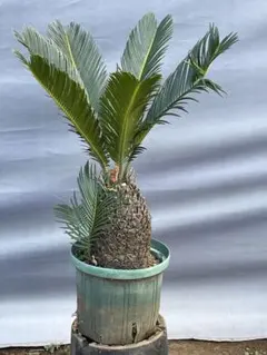 蘇轍　ソテツ　庭木 ガーデニング　地上から葉先までの長さ190㎝　☆早い者勝ち☆ 蘇轍 ソテツ 庭木 ガーデニング 地上から葉先までの長さ190㎝ ☆早い