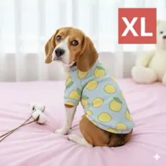 犬服 スウェット　レモン柄　爽やか　可愛い　フルーツ　ブルー　お揃い　中型犬　犬