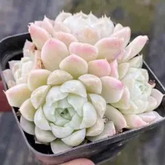 多肉植物　エケベリア　ピンクヒューミリス 2-3頭　小苗　抜き苗　1株のサムネイル