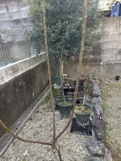 まつもと様 リクエスト 2点 まとめ商品