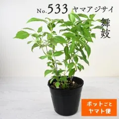 ポットごとヤマト便216】ヤマアジサイ 富士の滝(フジノタキ) 山紫陽花