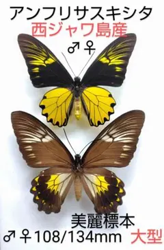 タミラナルルリモンアゲハ♂標本☆南インド産☆大型 103mm美麗標本‼️