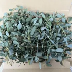 ユーカリの葉 グニー フレッシュ ネコポスサイズ入るだけ詰めます