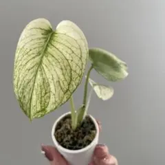 2025年最新】天津蘭の人気アイテム - メルカリ