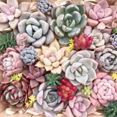 多肉植物　寄せ植え　セット　詰め合わせ　カット苗　エケベリア　セダム　韓国苗