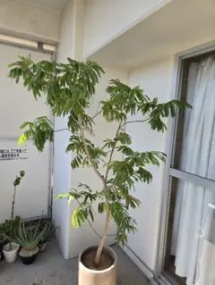 引取☆4 シェフレラ 9号 観葉植物 大型 シンボルツリー - メルカリ