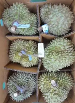 【新入荷】タイ産ドリアン 　箱込み約20kg 佐川急便発送 新入荷】タイ産ドリアン 箱込み約20kg 佐川急便発送 | Mercari