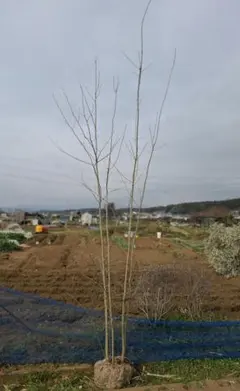アオダモ 株立　山彩り　ーーアオハダ、モミジ、カエデーー アオダモ 株立ち 山彩り ーーアオハダ、モミジ、カエデーー - メルカリ