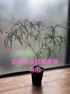 【 希少 】ユーフォルビア ヘディオトイデスのサムネイル