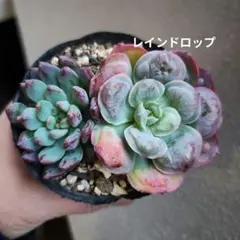 Aileen様 リクエスト 2点 まとめ商品