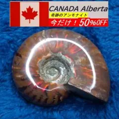 半額セール中！オパール化ファイアーレッドアンモナイト特A８７