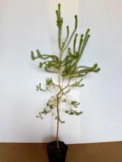 【引き取り限定】ヒースバンクシア　エリシフォリア　特大株 2025年最新】ヒースバンクシアの人気アイテム - メルカリ