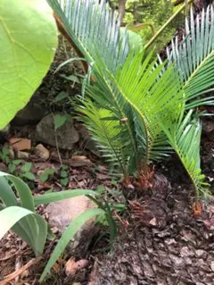 蘇鉄 子株多数 ソテツ」を株分けした後の管理について～植物を増やす方法