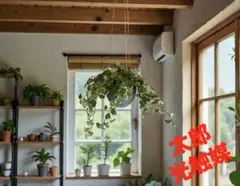 光触媒　人工観葉植物　ウォールグリーン　フェイクグリーン　プミラハンギングのサムネイル