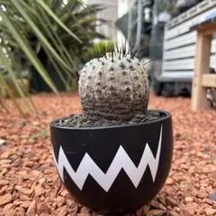 特大サイズ 自根 コピアポア シネレア 黒王丸 姫野翔太 蜂付き 特大サイズ 自根 コピアポア シネレア 黒王丸 姫野翔太 蜂付き