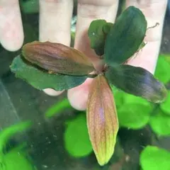 【貴重】ブセファランドラspブラックダイヤモンド　水中葉　コケなし　おまけあり 貴重】ブセファランドラspブラックダイヤモンド 水中葉 コケなし