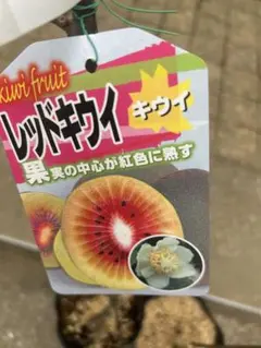 2026年最新】キウイのつるの人気アイテム - メルカリ