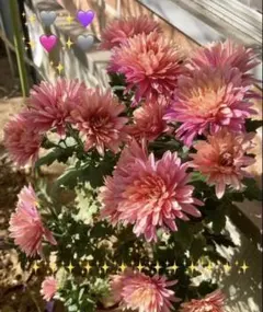 濃いピンクピンポン苗1本+ワインレッド小菊1株+ 釣鐘草2球根 3種セット