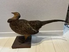 2026年最新】剥製本物 キジの人気アイテム - メルカリ