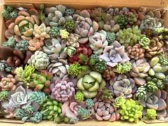 多肉植物　寄せ植えセット　カット苗b ☆クリスペイドビューティ入り☆
