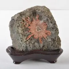 天然石　鑑賞石　菊花石　置物　重さ約1917g　唐木台付　C　R7334 楽天市場】【送料無料】菊花石 鑑賞石 (産地/ 根尾 赤倉山) 唐木