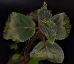 Sonerila sp. Phitsanulok ソネリラ レア 観葉植物のサムネイル