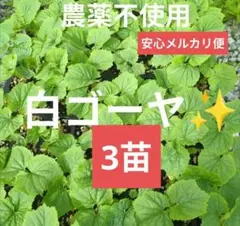 秋田県産 天然 葉わさび 山わさび 根付き 413g 採れたて - メルカリ