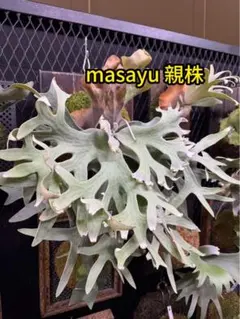 ベイチーワイルドミックス 大サイズ 胞子培養③ 10/4 - メルカリ