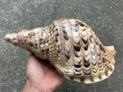 法螺貝 34cm - メルカリ